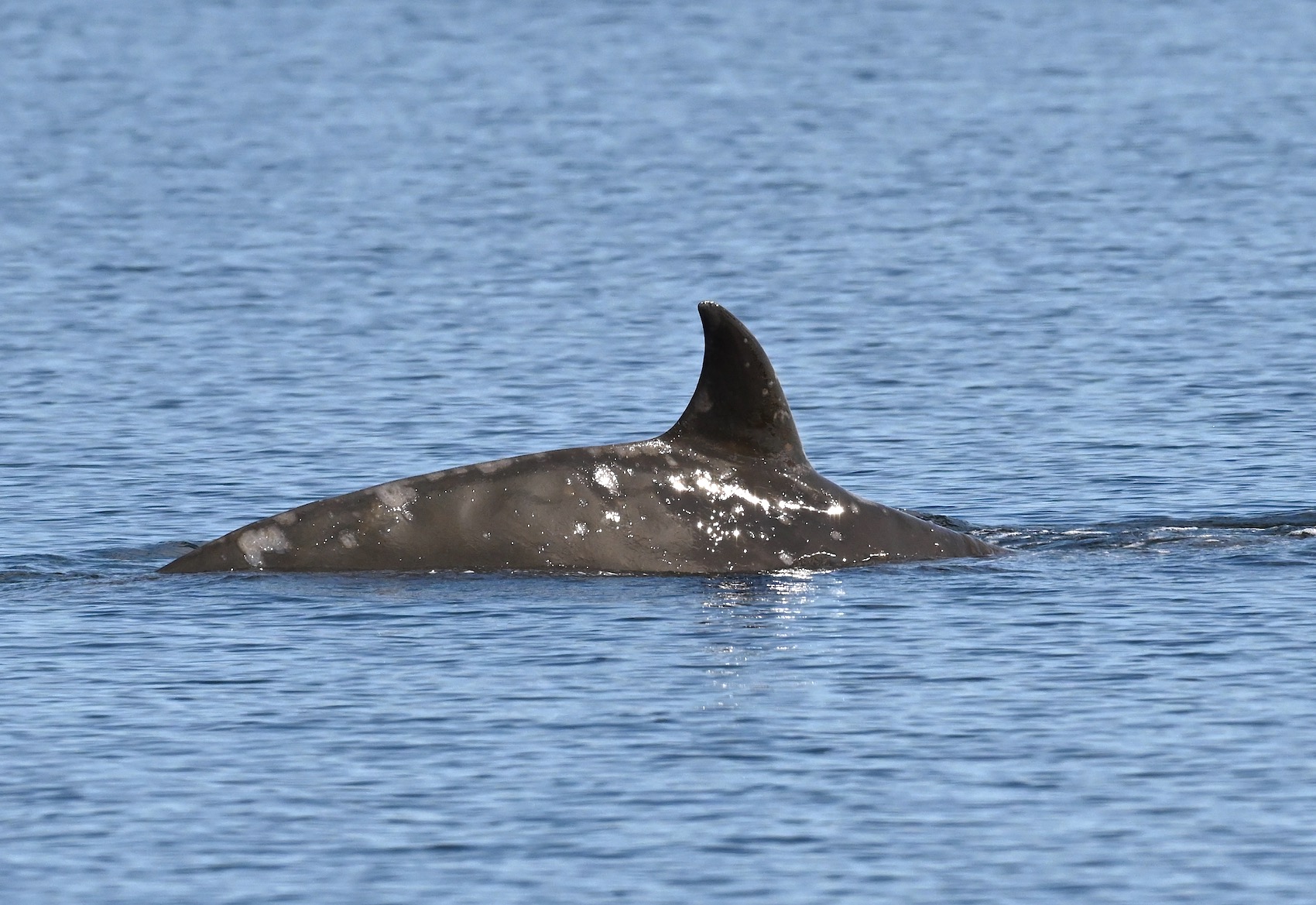 extremely rare whale observed tadoussac